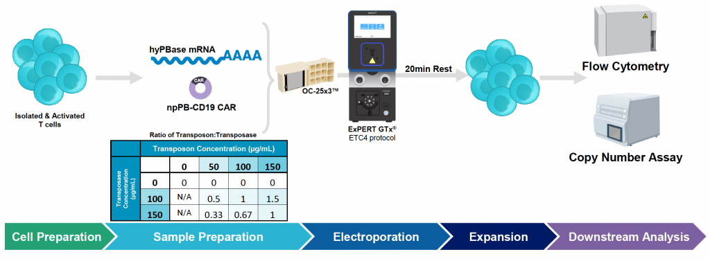 MaxCyte illustrated workflow from cell prep to downstream analysis of activated T cells
