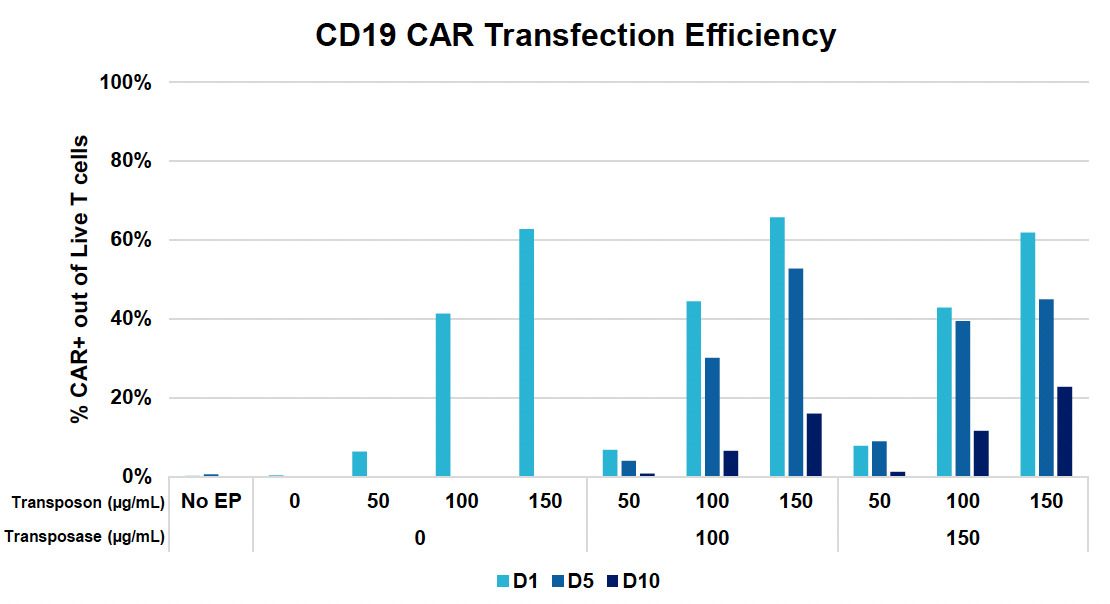 Bar graph shows CD19 CAR transfection efficiency in T cells at days 1, 5 and 10 post EP.