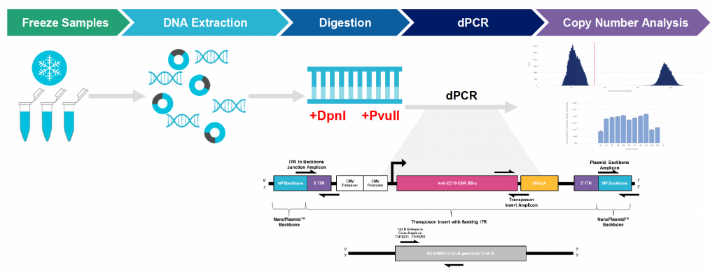 Illustrated workflow from freeze samples for DNA extraction through copy number analysis