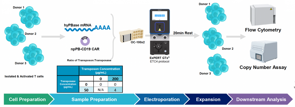 MaxCyte illustrated workflow of multi-donor engineering of activated T cells