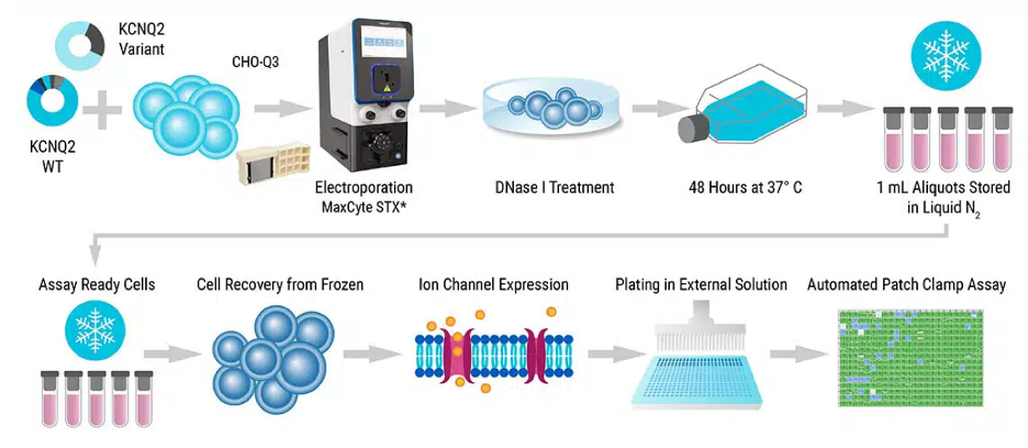 production-of-assay-ready-cells-suitable-for-ion-channel-studies_fig5-a
