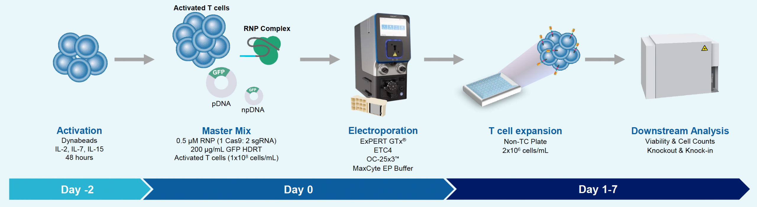 ​Illustrated workflow fo​r engineering T cells, involving initial activation, preparation of a master mix with RNP and DNA, electroporation using the ​MaxCyte ExPERT GTX ​p​latform for gene editing, subsequent T cell expansion, and downstream analysis for viability and gene editing outcomes like knockout and knockin.