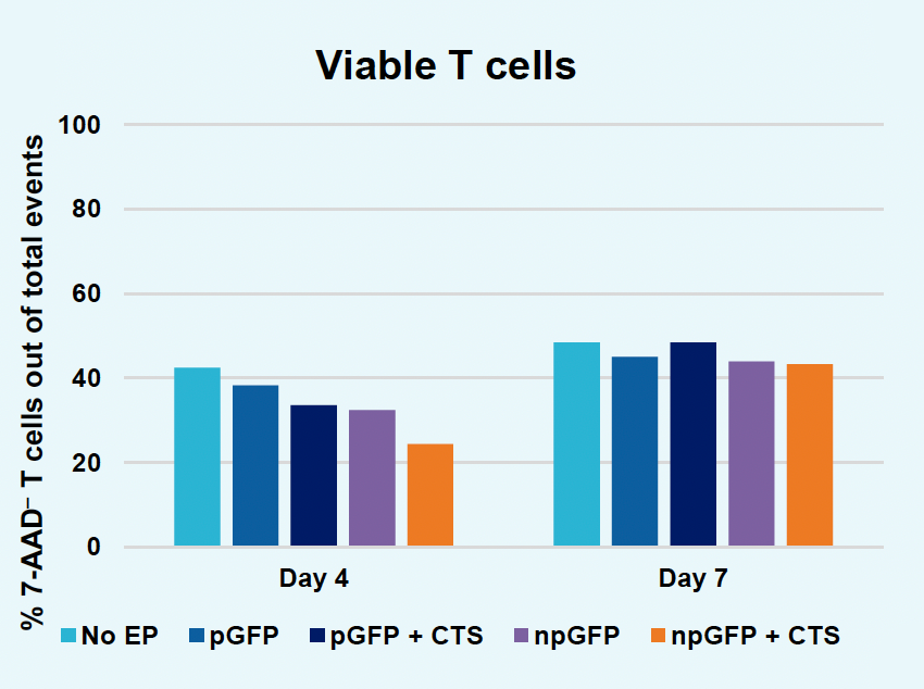 B​ar graph illustrates viable T cells (% 7-AAD- T cells out of total events) under different experimental conditions​ at ​two time points over week period, with higher viability for "npGFP" and "npGFP + CTS" conditions​ and, for all conditions, at day seven.