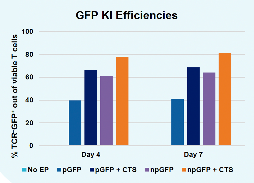 ​This bar graph indicates that the highest GFP KI efficiencies were consistently observed with the npGFP + CTS condition at both recorded time points.