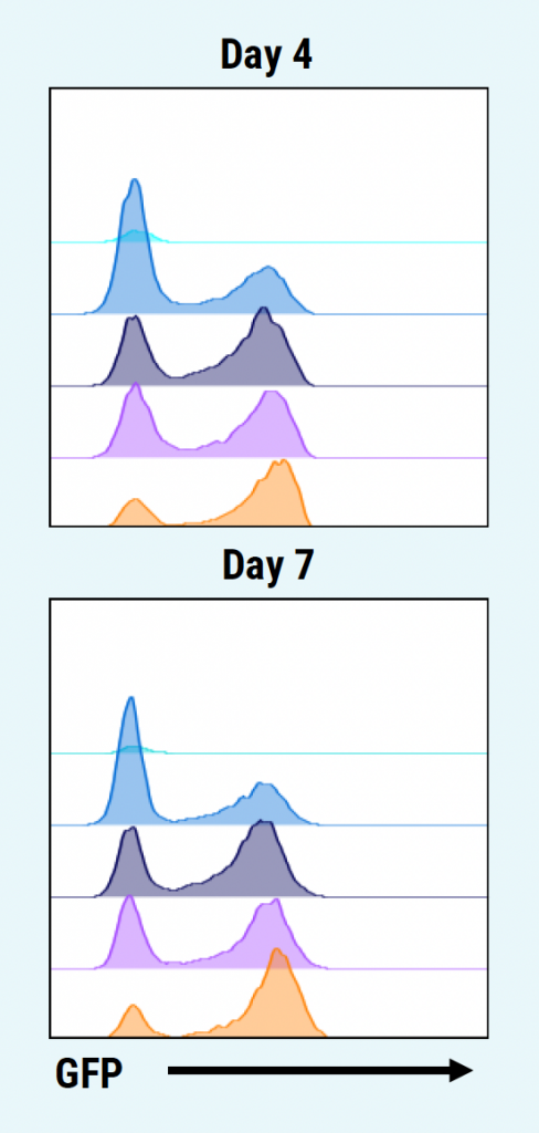 ​T​he flow cytometry histogram ​depicts changes in GFP expression across different cell populations ​b​etween the two time points, as indicated by shifts in the fluorescence intensity distributions.