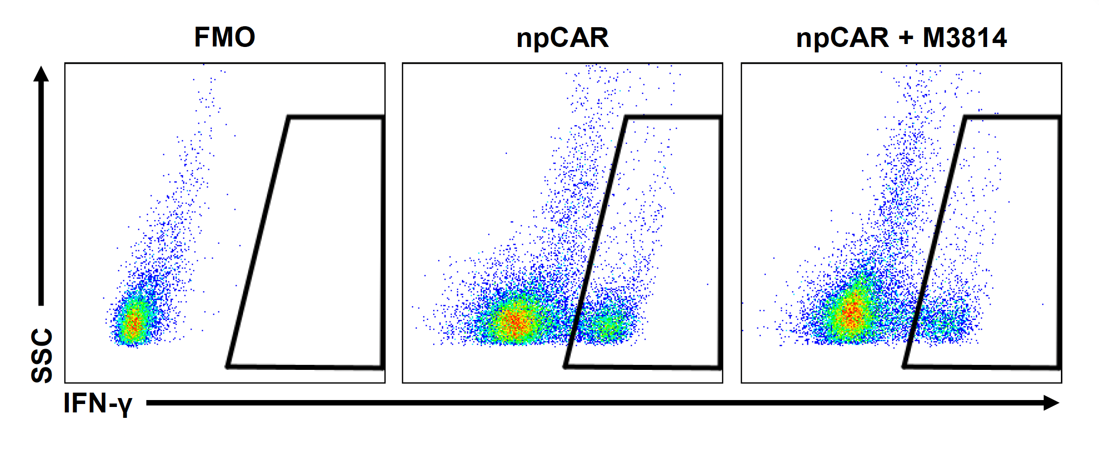Three flow cytometry plots compare cells based on Side Scatter (SSC) and Interferon-gamma (IFN-γ) levels under three conditions. A consistent gate is applied across the plots to highlight a specific cell population, showing changes in the IFN-γ positive cell population between the npCAR and npCAR + M3814 conditions.