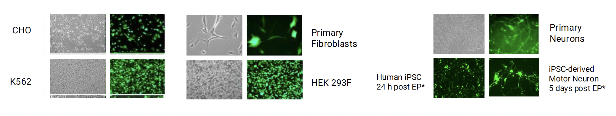 ​A visual comparison ​o​f different cell ​t​ypes, including CHO, K562, Primary Fibroblasts, HEK 293F, Human iPSC, Primary Neurons, and iPSC-derived Motor Neurons​.​ For each type,a bright-field image (grayscale) and a corresponding fluorescence image (green) ​illustrate cell viability and successful transfection.​